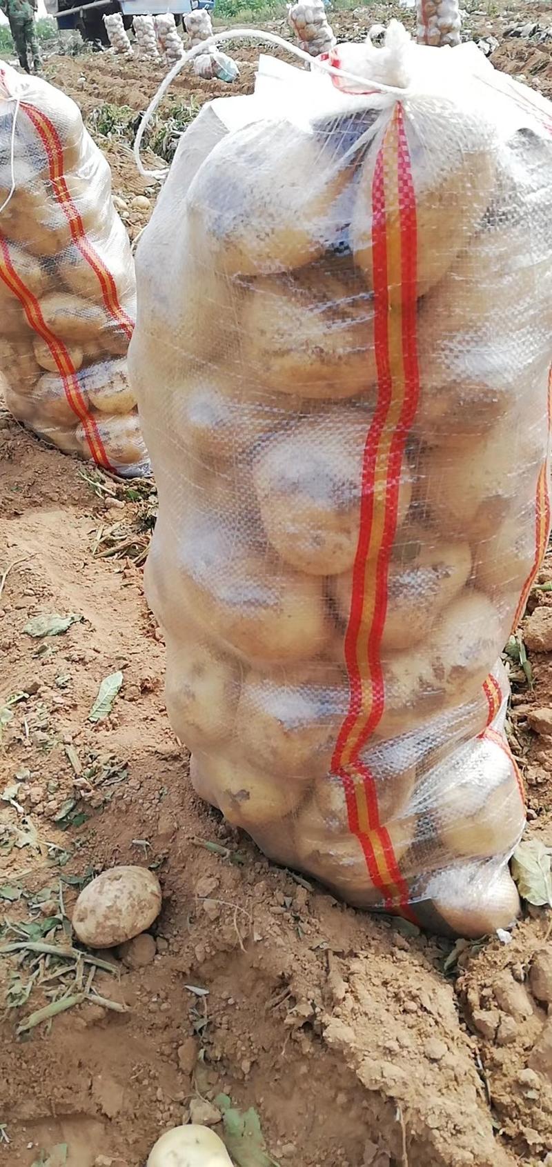 辽宁绥中土豆大量上市了个大皮毛亮暑型正大量供应产地直发