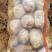 辽宁绥中土豆大量上市了个大皮毛亮暑型正大量供应产地直发