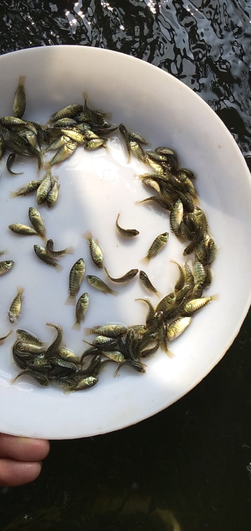 珠江一号罗非鱼苗