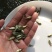 珠江一号罗非鱼苗