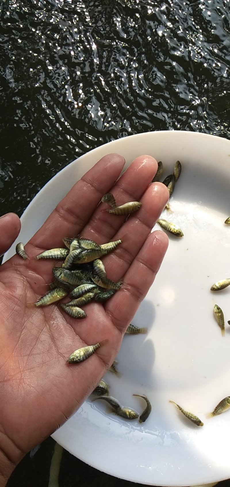 珠江一号罗非鱼苗