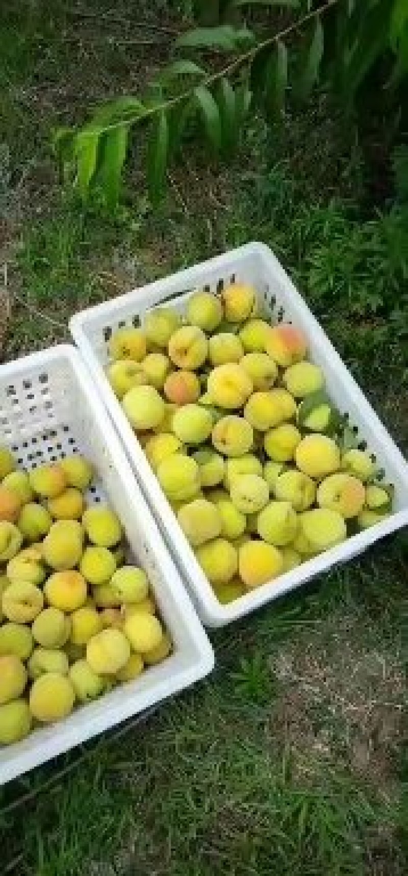 黄桃