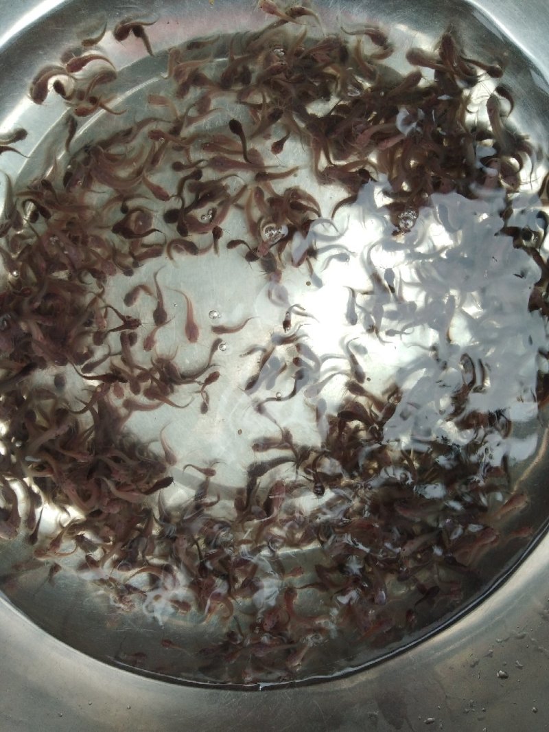 杂交快大三黄塘鲺鱼苗