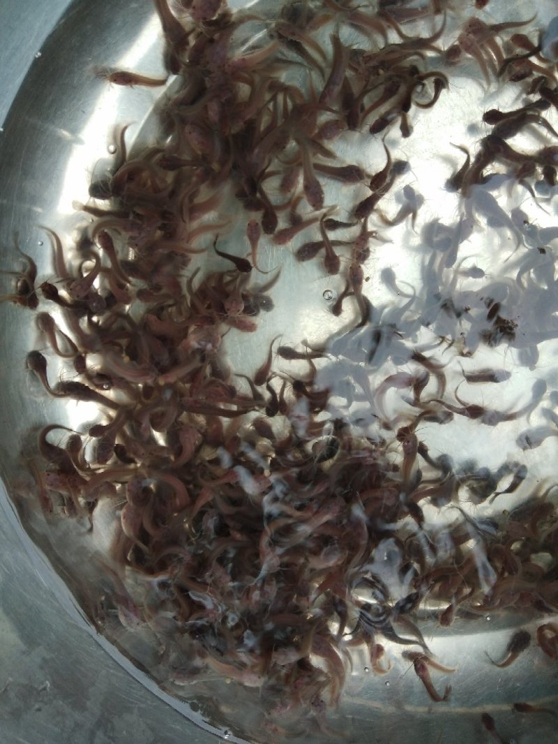 杂交快大三黄塘鲺鱼苗
