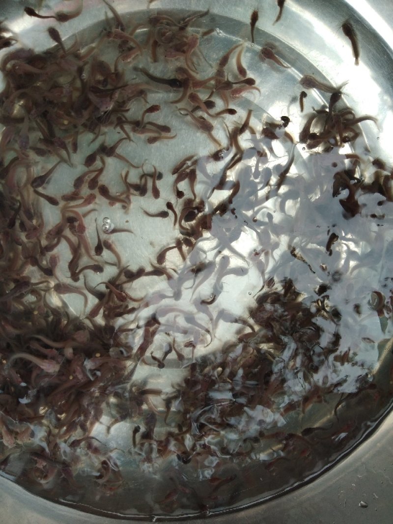 杂交快大三黄塘鲺鱼苗