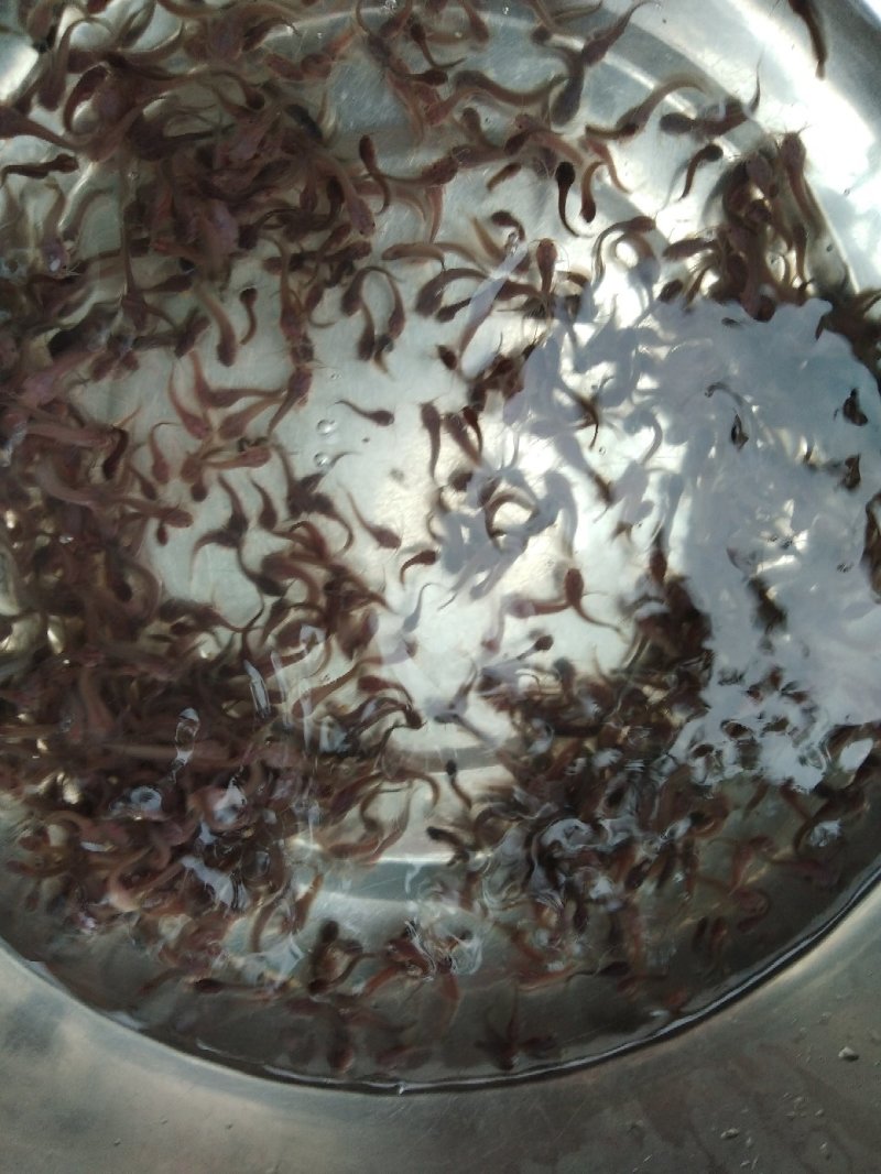 杂交快大三黄塘鲺鱼苗