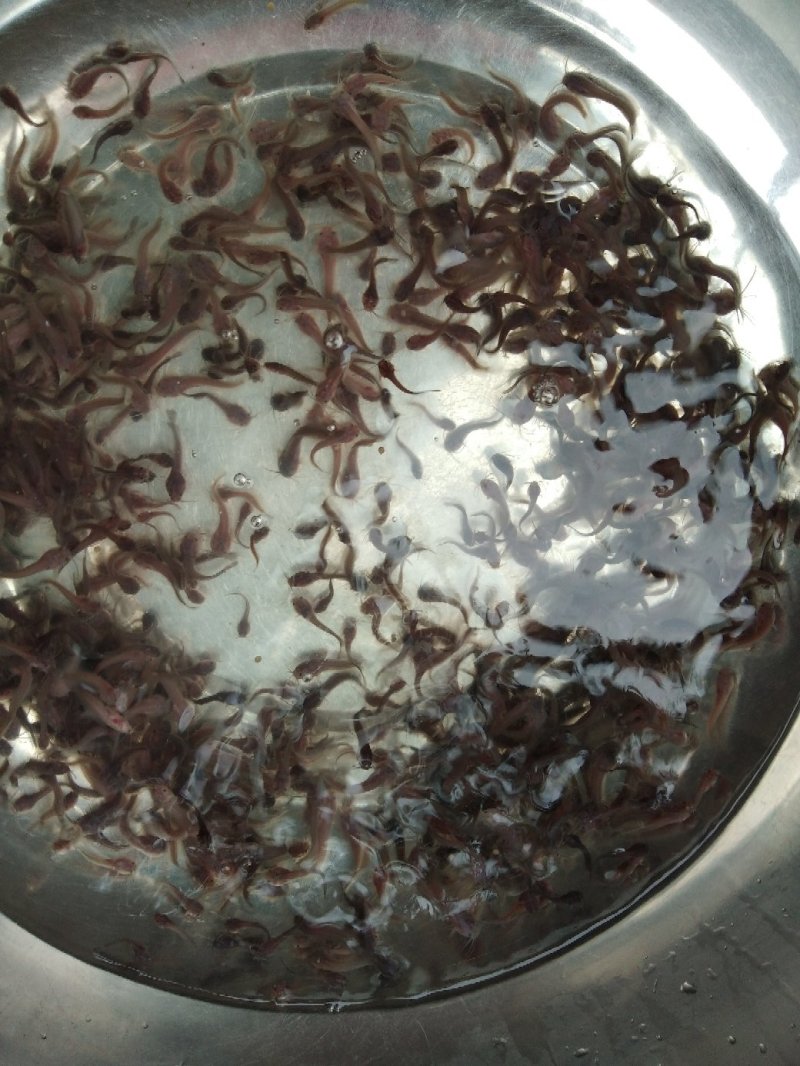杂交快大三黄塘鲺鱼苗