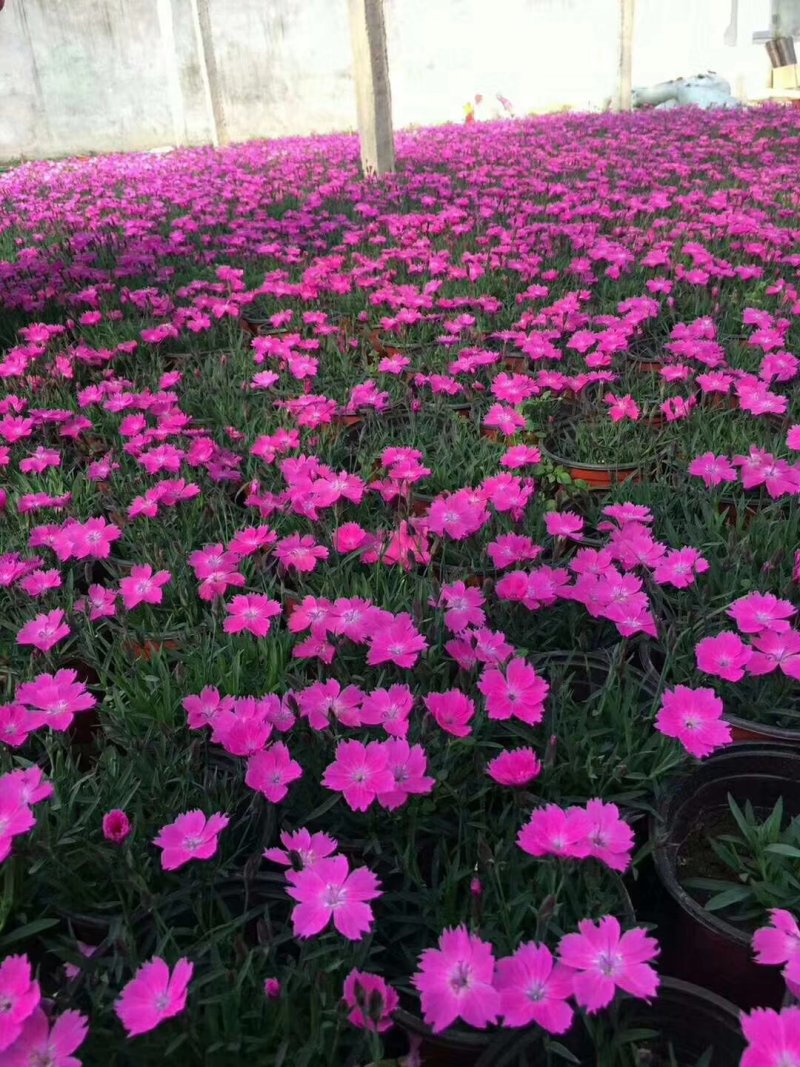 白花欧石竹穴盘苗基地直销，常年销售各种绿化苗木。