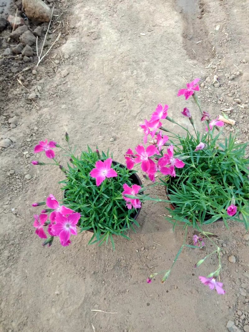 白花欧石竹穴盘苗基地直销，常年销售各种绿化苗木。