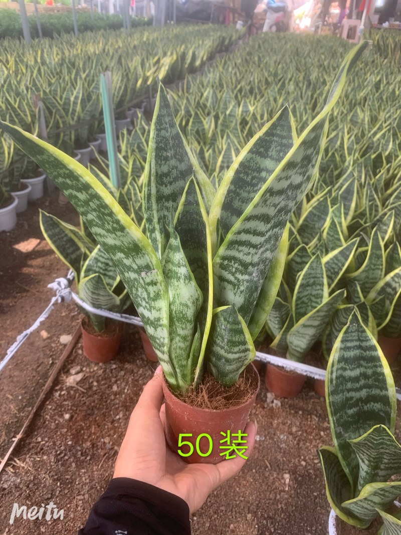 虎皮兰基地直发规格齐全带盆整箱批发常年供应