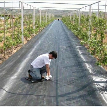 防草布，盖布。用于果园，苗圃。抑制杂草生长，改善土壤防虫