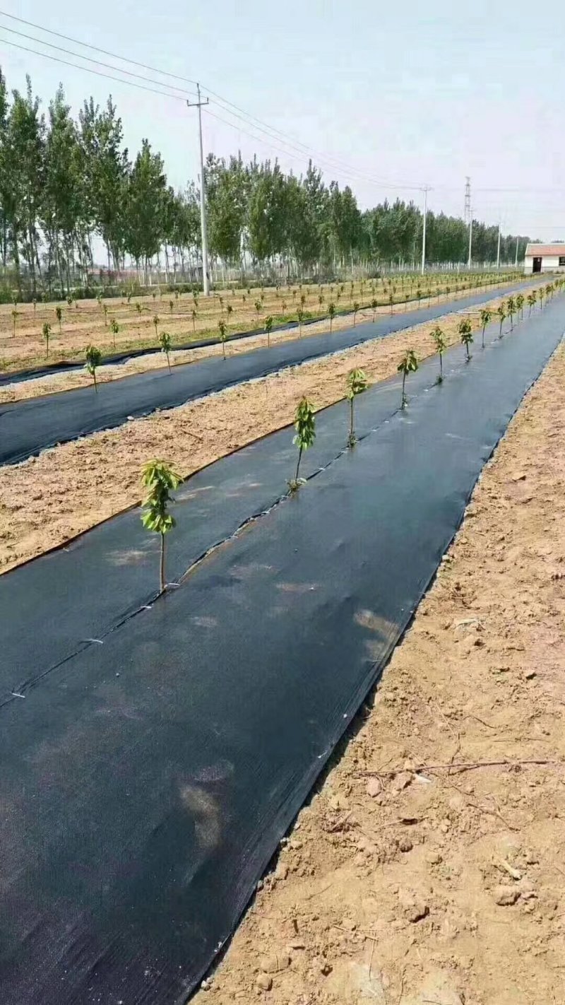 防草布，盖布。用于果园，苗圃。抑制杂草生长，改善土壤防虫
