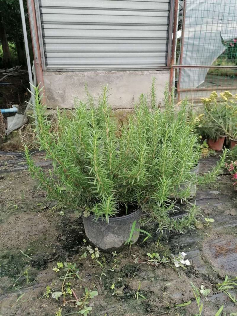 基地直销迷迭香小杯大杯加仑杯精品都有迷迭香一手货源