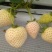 【脱毒草莓苗】隋珠香野章姬甜宝越秀妙三九香可视频基地看货