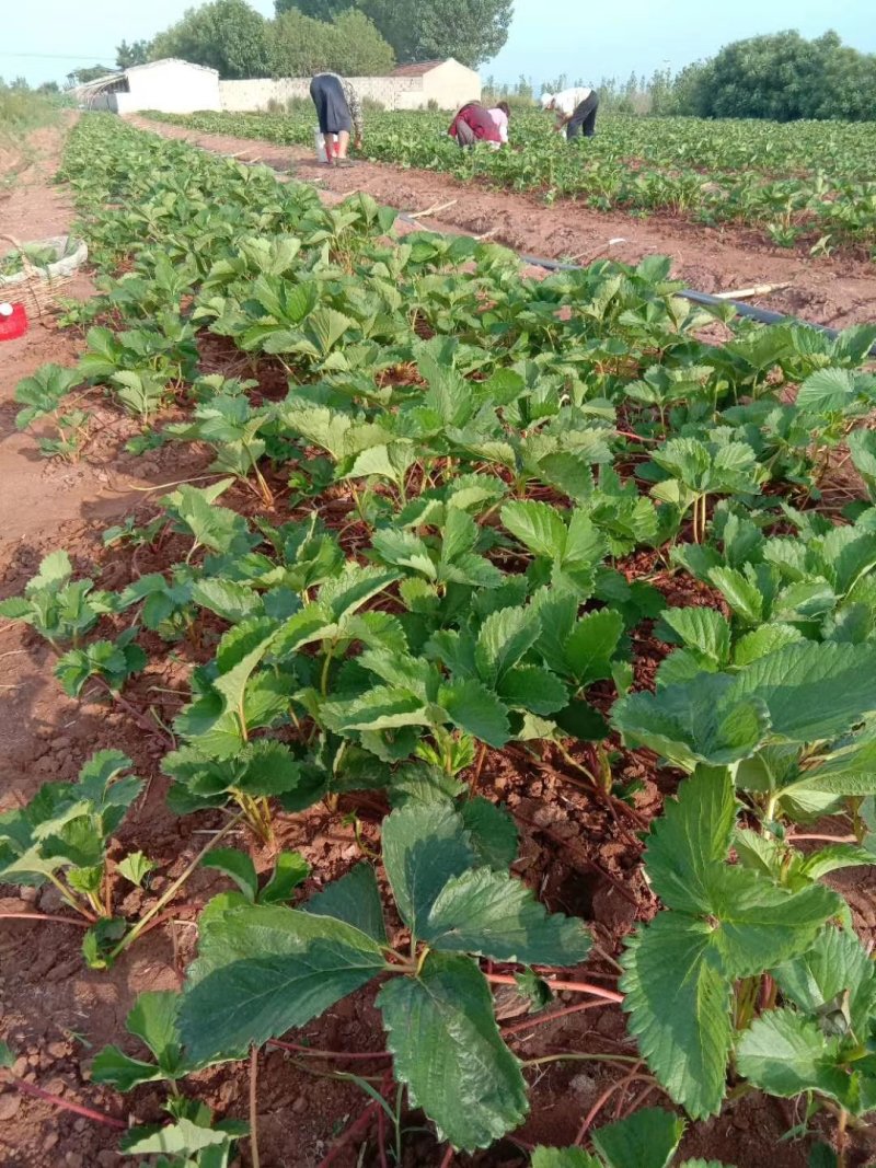 【脱毒草莓苗】隋珠香野章姬甜宝越秀妙三九香可视频基地看货