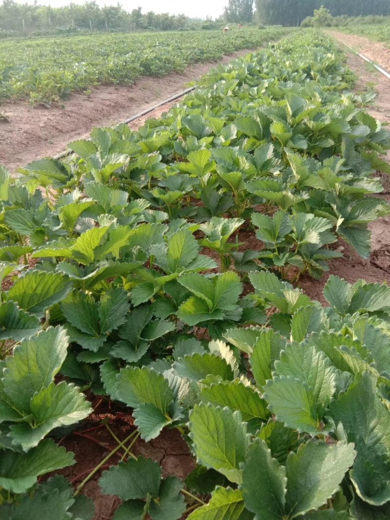 【脱毒草莓苗】隋珠香野章姬甜宝越秀妙三九香可视频基地看货