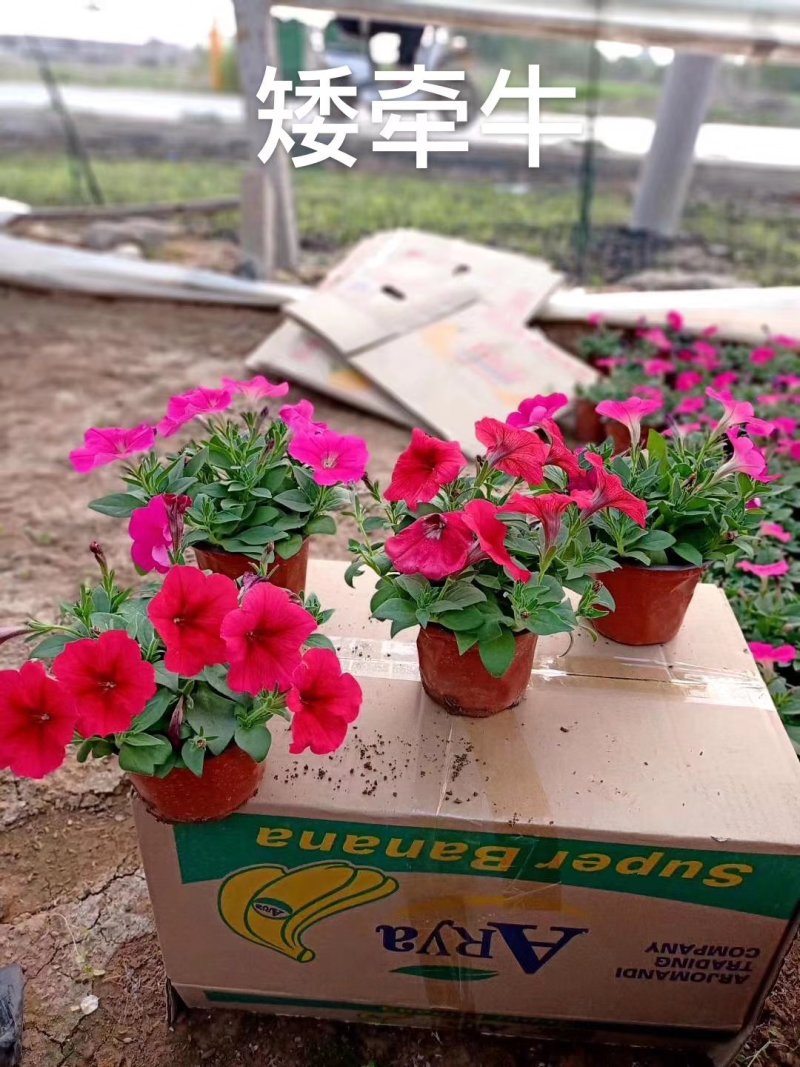 山东牵牛花基地大量有货矮牵牛，垂吊牵牛基地直销，质量好量