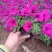 山东牵牛花基地大量有货矮牵牛，垂吊牵牛基地直销，质量好量