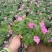 山东牵牛花基地大量有货矮牵牛，垂吊牵牛基地直销，质量好量