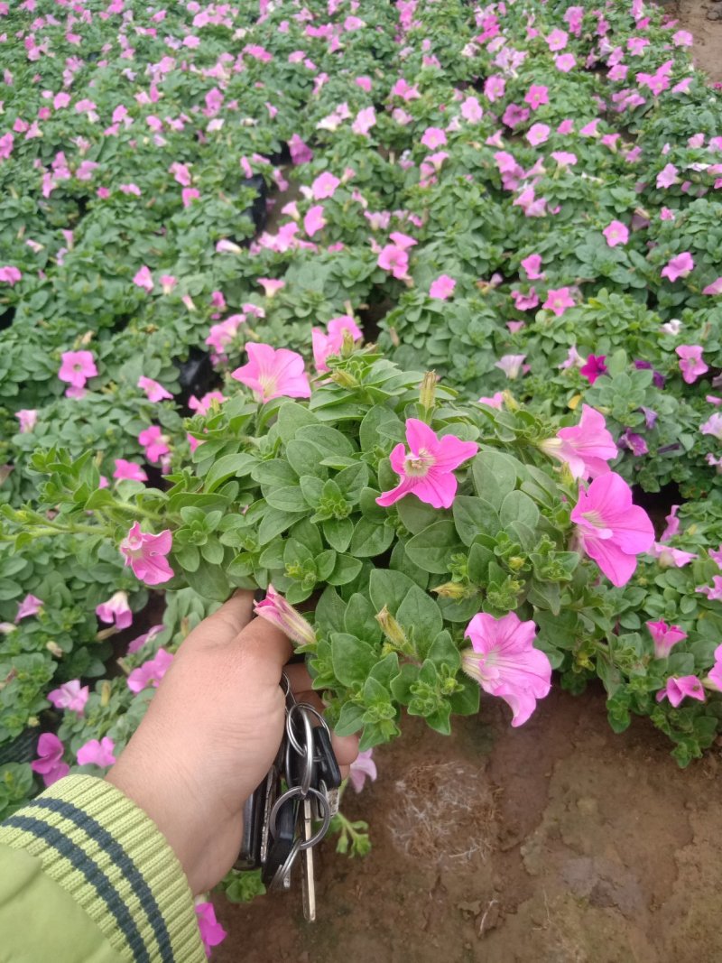 山东牵牛花基地大量有货矮牵牛，垂吊牵牛基地直销，质量好量