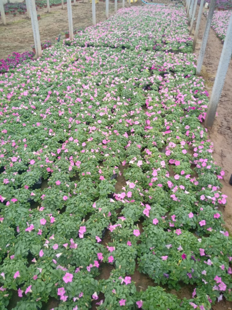 山东牵牛花基地大量有货矮牵牛，垂吊牵牛基地直销，质量好量