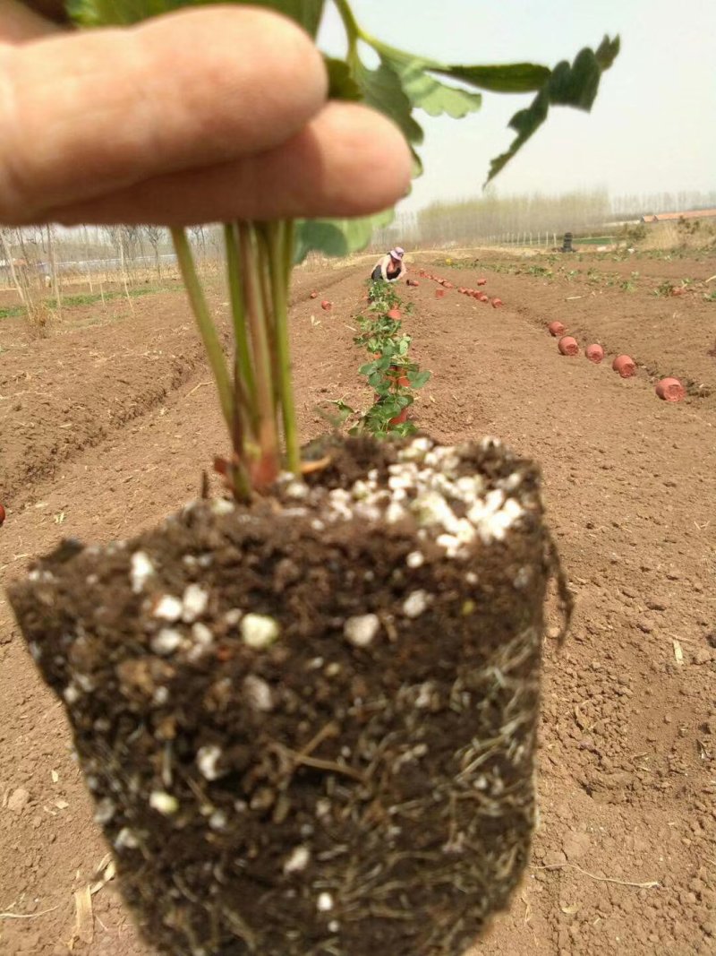 【脱毒草莓苗】甜宝隋珠红颜九香妙三雪兔章姬品种齐全货量大