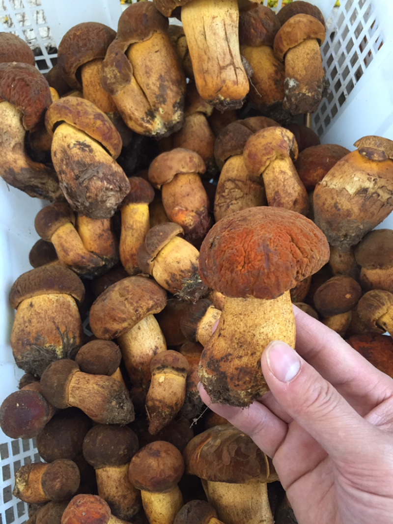 新鲜黄牛肝菌云南野生黄牛肝菌