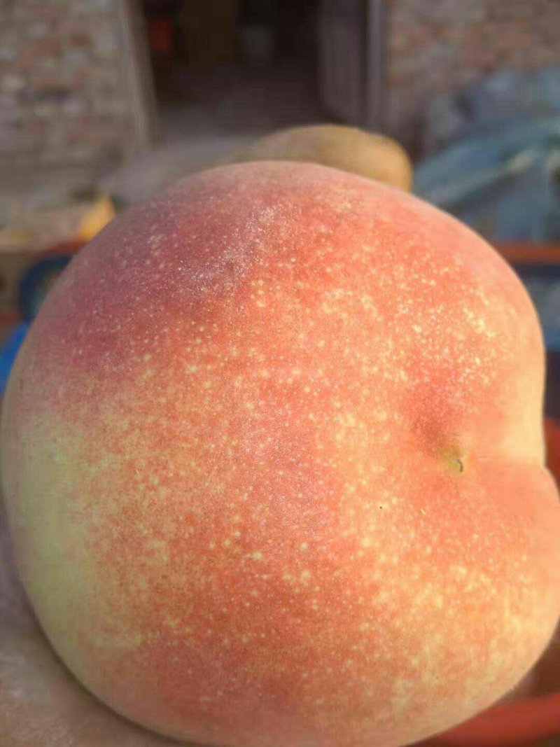 特大脆甜仓方早生桃