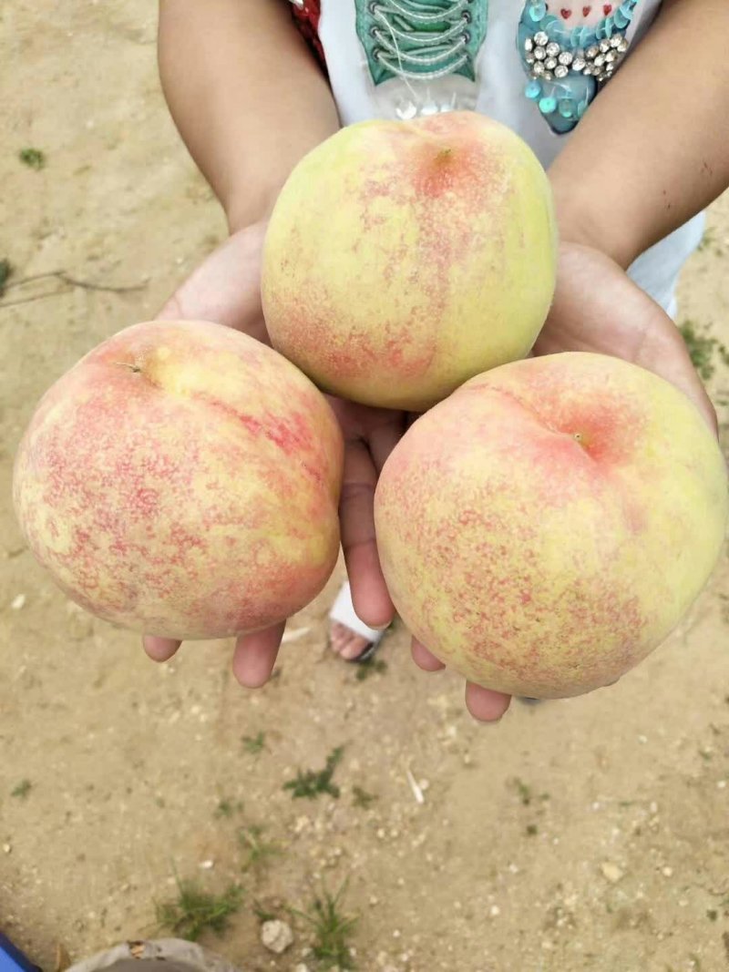特大脆甜仓方早生桃