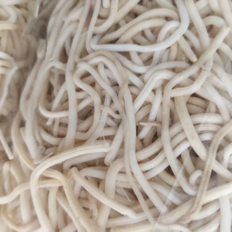 灯芯草，新货，足斤不包邮无杂质关书药业……