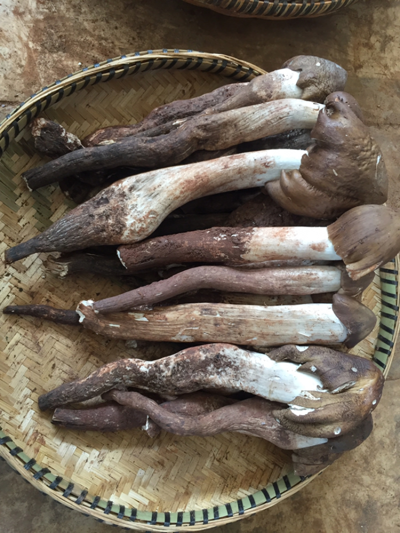 新鲜野生鸡枞菌云南野生鸡枞