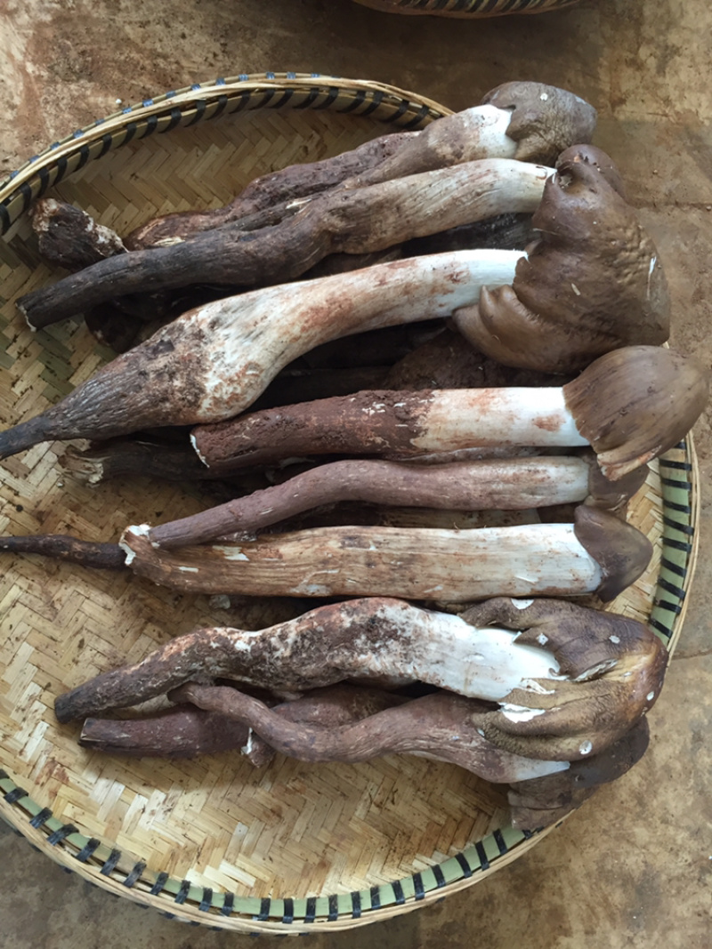 新鲜野生鸡枞菌云南野生鸡枞
