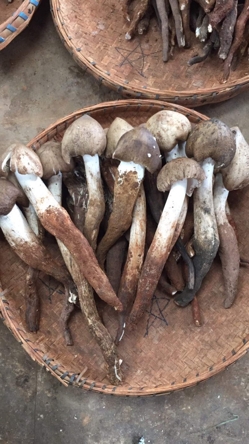 新鲜野生鸡枞菌云南野生鸡枞