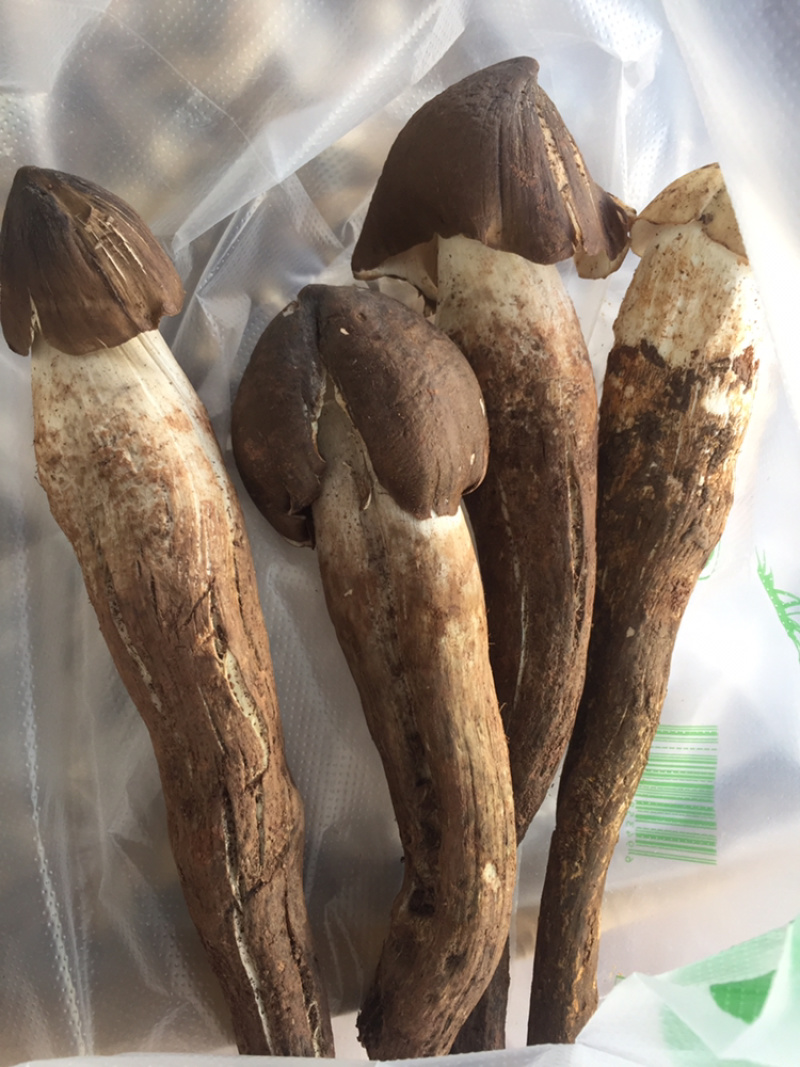 新鲜野生鸡枞菌云南野生鸡枞