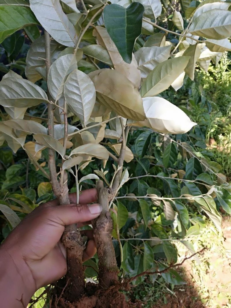 纯甜羊奶果种苗批发基地直销苗木，百利特色农业种植基地
