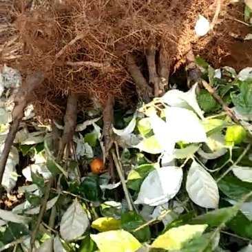 纯甜羊奶果种苗批发基地直销苗木，百利特色农业种植基地