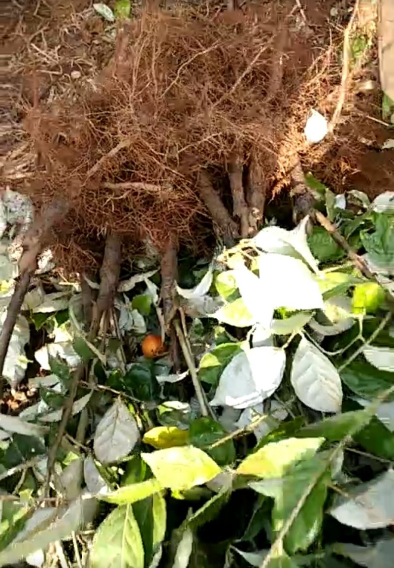 纯甜羊奶果种苗批发基地直销苗木，百利特色农业种植基地