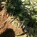 纯甜羊奶果种苗批发基地直销苗木，百利特色农业种植基地