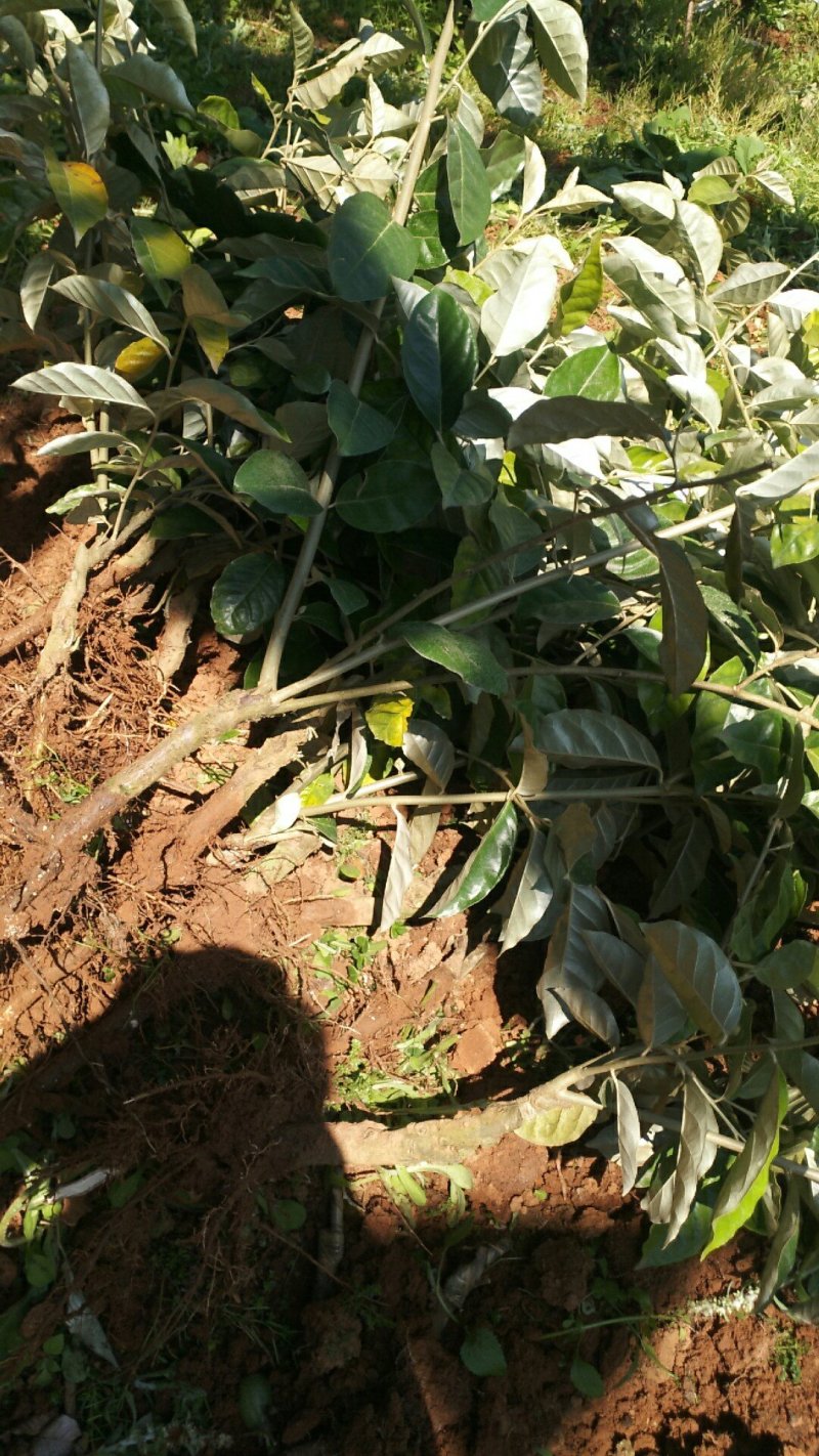 纯甜羊奶果种苗批发基地直销苗木，百利特色农业种植基地