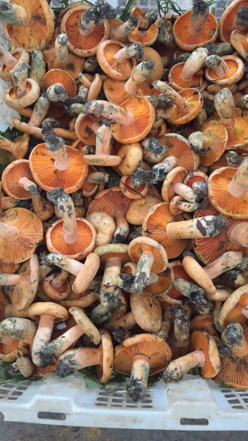 新鲜云南谷熟菌野生谷熟菌