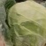 高原夏菜精品圆包菜大量上市