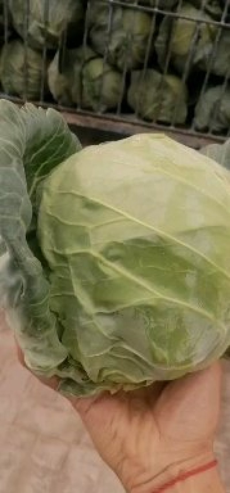 高原夏菜精品圆包菜大量上市