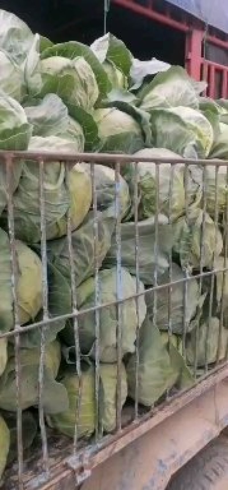 高原夏菜精品圆包菜大量上市