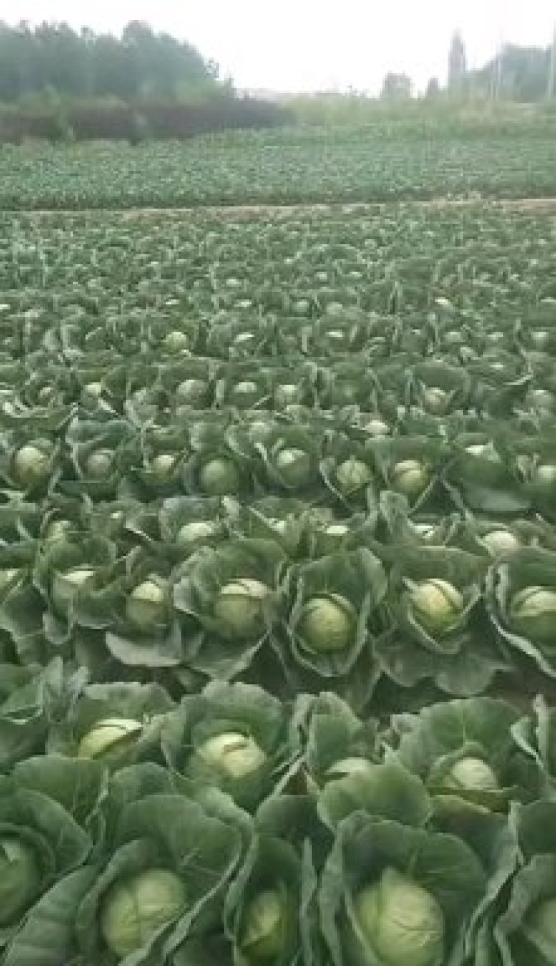 高原夏菜精品圆包菜大量上市