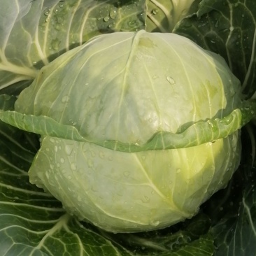 高原夏菜精品圆包菜大量上市