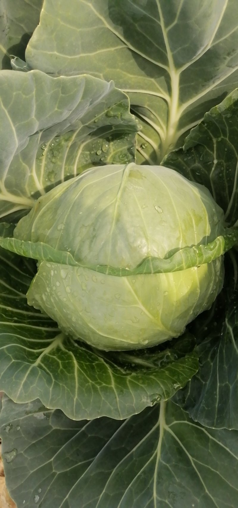 高原夏菜精品圆包菜大量上市