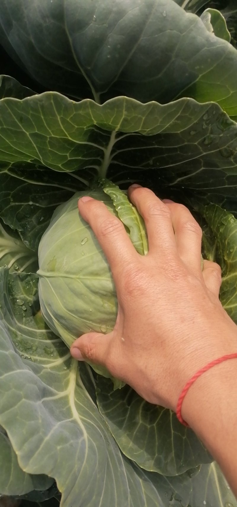 高原夏菜精品圆包菜大量上市