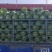 高原夏菜精品圆包菜大量上市