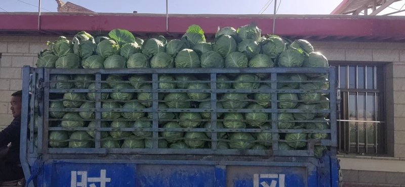 高原夏菜精品圆包菜大量上市