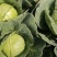 高原夏菜精品圆包菜大量上市